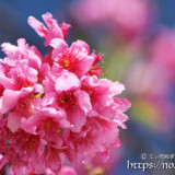 濃いピンク色の寒緋桜