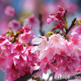 うつむき加減に咲く寒緋桜の花