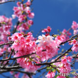 青空と満開の寒緋桜