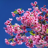 青空と満開の寒緋桜