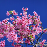 青空と満開の寒緋桜