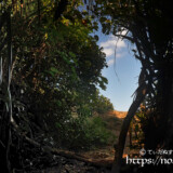 三角点の断崖に続く道