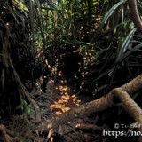 三角点の断崖に続く原生林の中の道