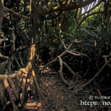 三角点の断崖に続く原生林の中の道