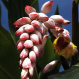 月桃の花