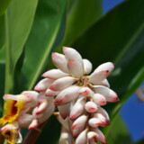 月桃の花と艶やかな葉
