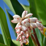 月桃の花と艶やかな葉