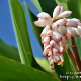 白いかんざしのような月桃の花