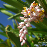 かんざしのような月桃の花