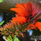 沖縄の県花-エキゾチックなデイゴの花