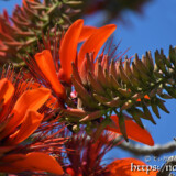 デイゴの花と青空