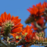 青空に映える真紅のデイゴの花