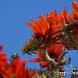 青空とデイゴの花々