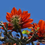 青空に映える真紅のデイゴの花