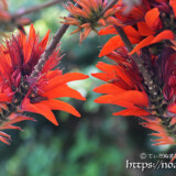 デイゴの枝と花