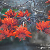 輪になって咲くデイゴの花