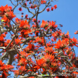 満開のデイゴの花々