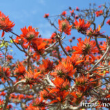 咲き乱れるデイゴの花々
