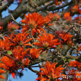 満開のデイゴの花々
