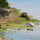 アーサを採る島人