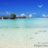 青い海に舞うアジサシ