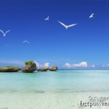 青空に舞うアジサシ