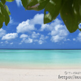 モンパの木陰から