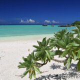 モンパの木と青い海