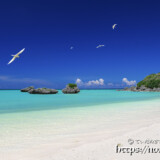 アジサシの舞うビーチ