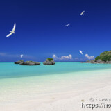 アジサシの舞うビーチ