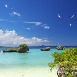 青空に舞うアジサシ