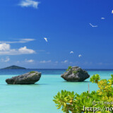 青空に舞うアジサシ