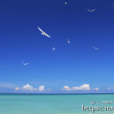 青空に舞うアジサシ