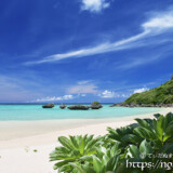 モンパの木と青い海