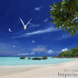 アジサシの舞うビーチ