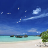 アジサシの舞うビーチ