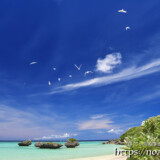 青空に舞うアジサシ