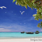 アジサシの舞うビーチ