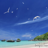 青空に舞うアジサシ