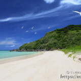 アジサシの舞うビーチ