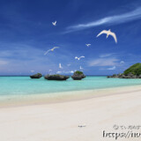 アジサシの舞うビーチ