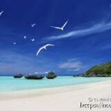 アジサシの舞うビーチ