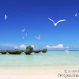 青空に舞うアジサシ