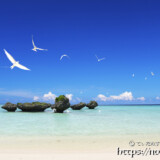 アジサシの舞うビーチ