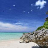 青空に舞うアジサシ