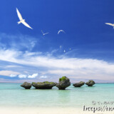 青空に舞うアジサシ