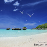 アジサシの舞うビーチ