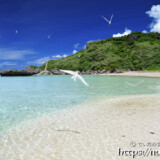 アジサシの舞うビーチ