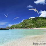 波打ち際を舞うアジサシ