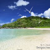 波打ち際を舞うアジサシ